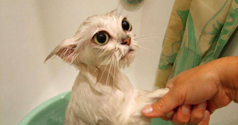 pinterest/eatliver.com